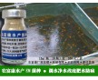 養(yǎng)魚苗種期間穩(wěn)定水質(zhì)藻相用的em菌種哪個(gè)效果好