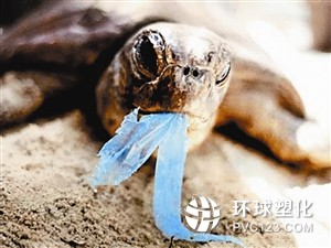 海洋塑料垃圾日益威脅海洋生物生存